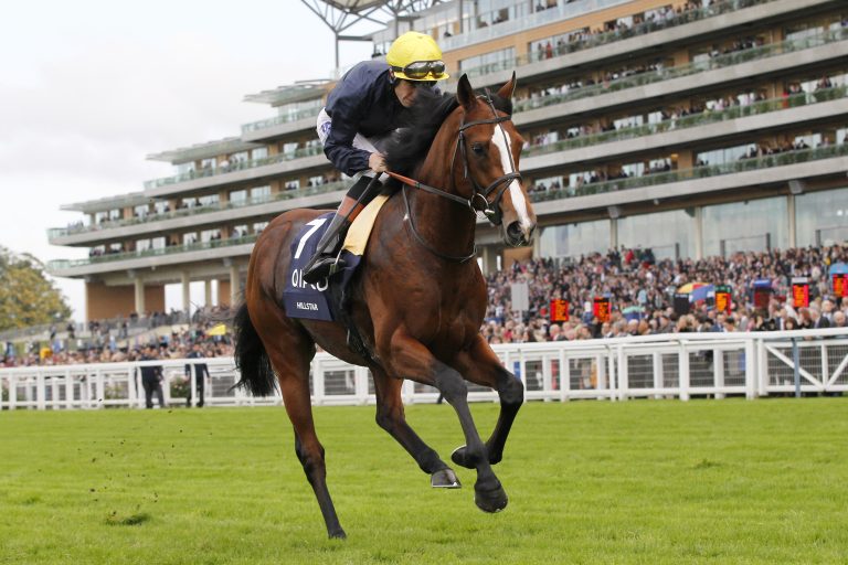 Hillstar wird Deckhengst