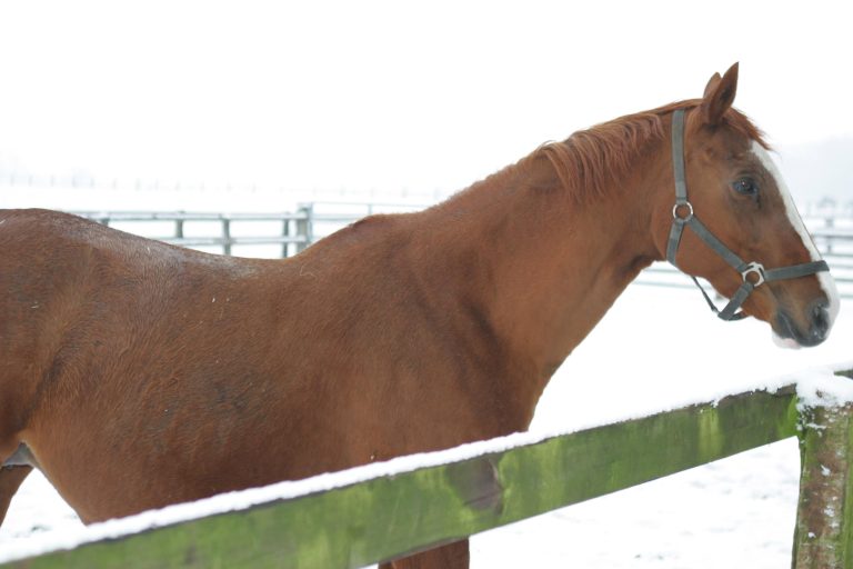 Hollywood Dream im Alter von 24 eingegangen