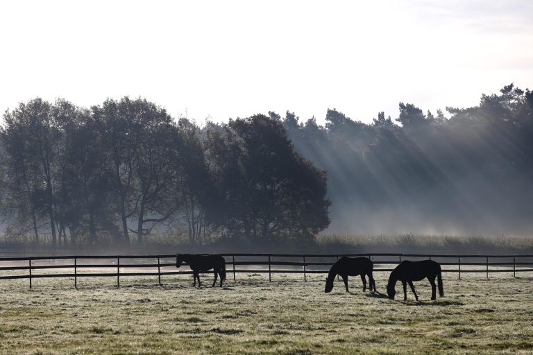 Ebbesloher Gestütsleitung ab Juli in neuer Hand