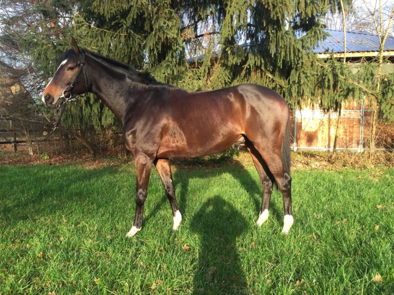 Shimrano geht zu Chantilly-Trainer Mikel Delzangles