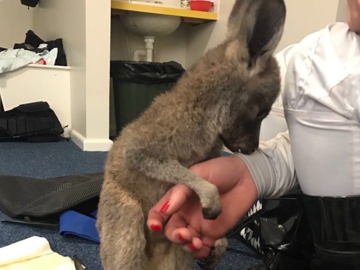 Weißmeier Down Under auf „Schmusekurs“