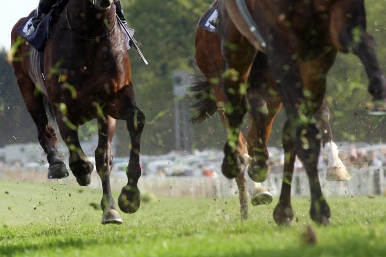 Noch ein Neuer: Türkei sichert sich Darleys Astern für die Zucht