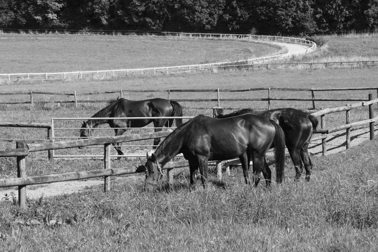 Deckhengst Arch mit 21 eingegangen
