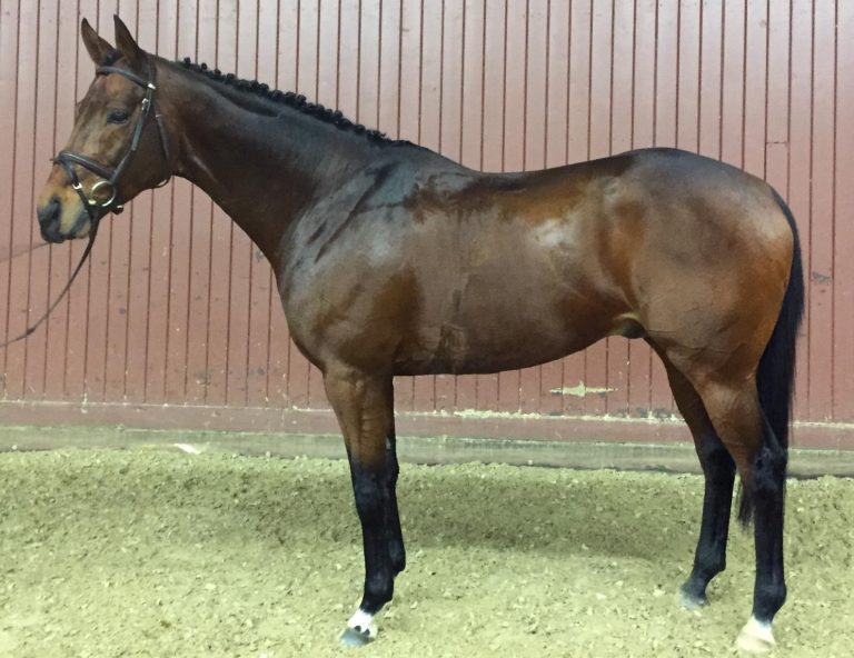 Innenminister vom Holsteiner Verband gekört