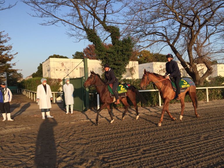 Nightflower und Iquitos gut in Japan angekommen
