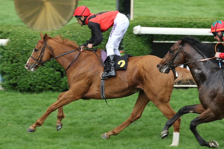 Dresdner Herbstpreis – Ist Itobo an der Reihe?