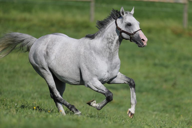 Jukebox Jury (Archiv)