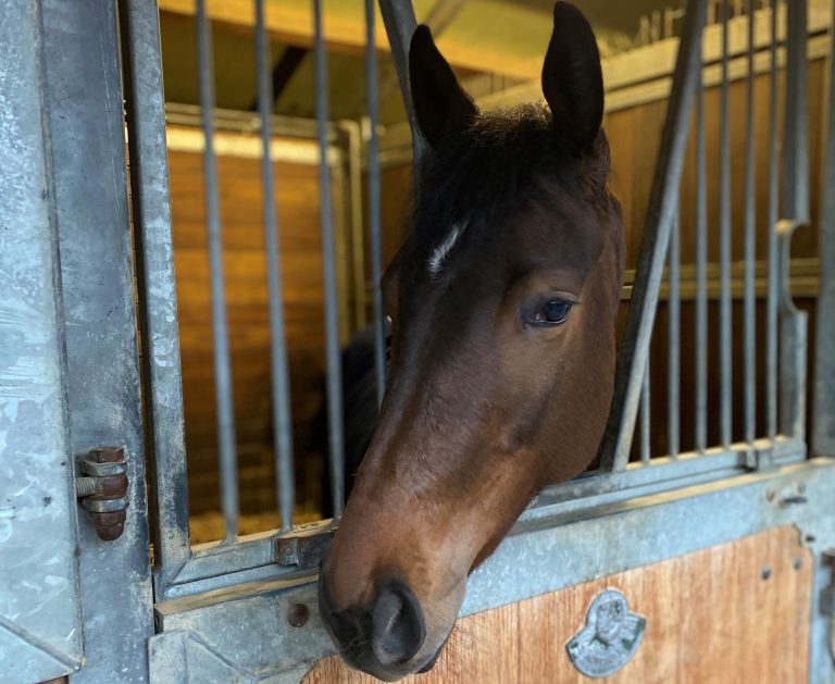 Junge Besitzervereinigung-Pferd komplett syndikatisiert
