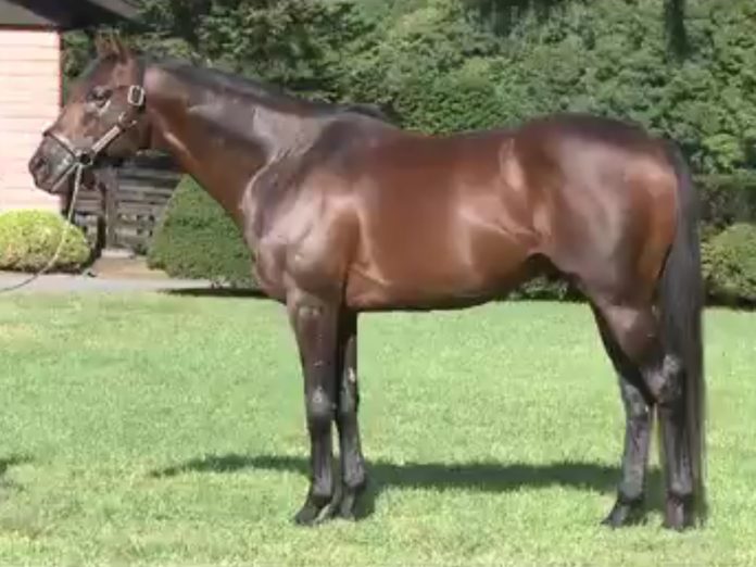 king_kamehameha_besser