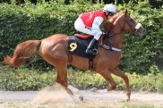 Salona im D?sseldorfer 1000 Guineas Trial mit dabei