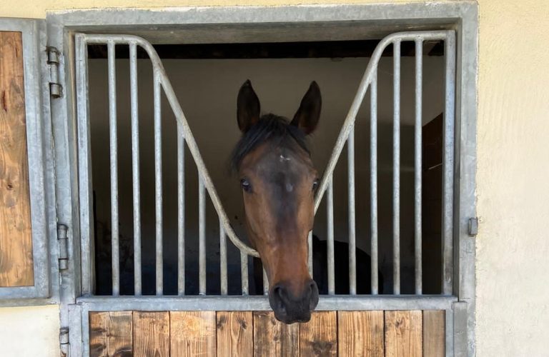 Ebbesloherin Liberty Island siegt gleich beim Debüt