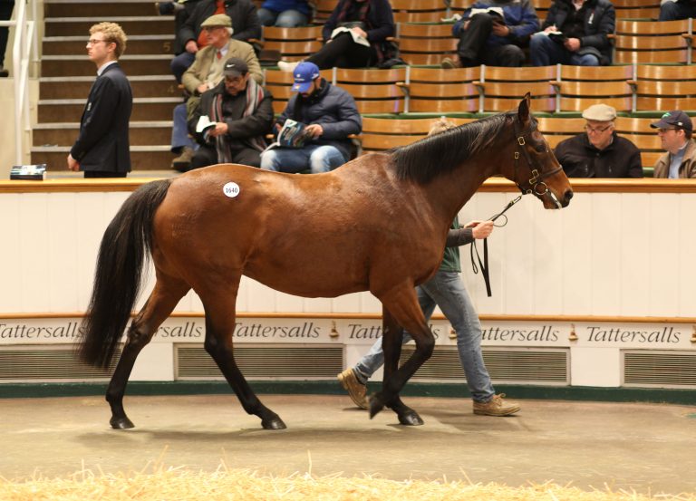 „Bristol Bay ist eine wunderbare Stute“