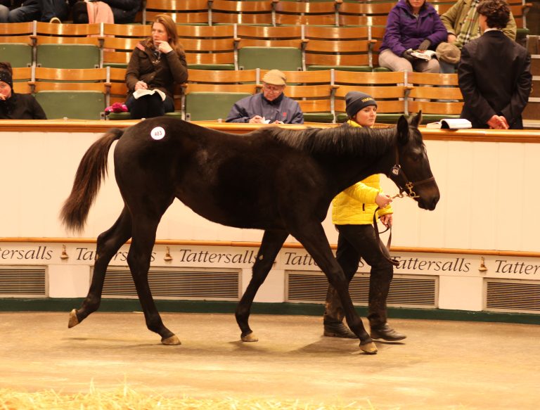 Foal Sale – No Nay Never-Stute toppt Tag 1