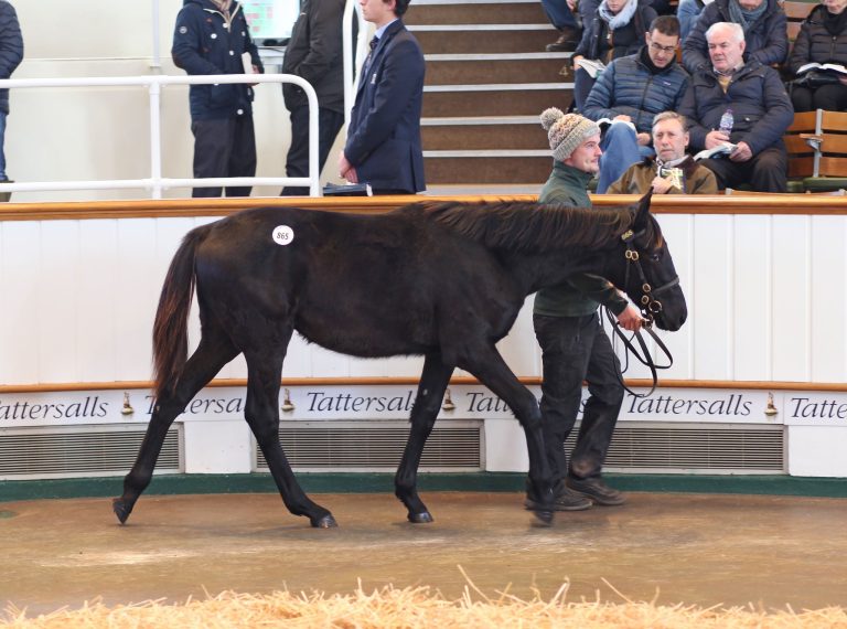 Erstling aus der Lopera bringt 400.000 Guineas