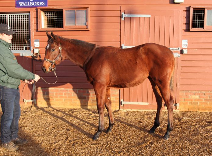 lot_989_tdf0070ctattersalls