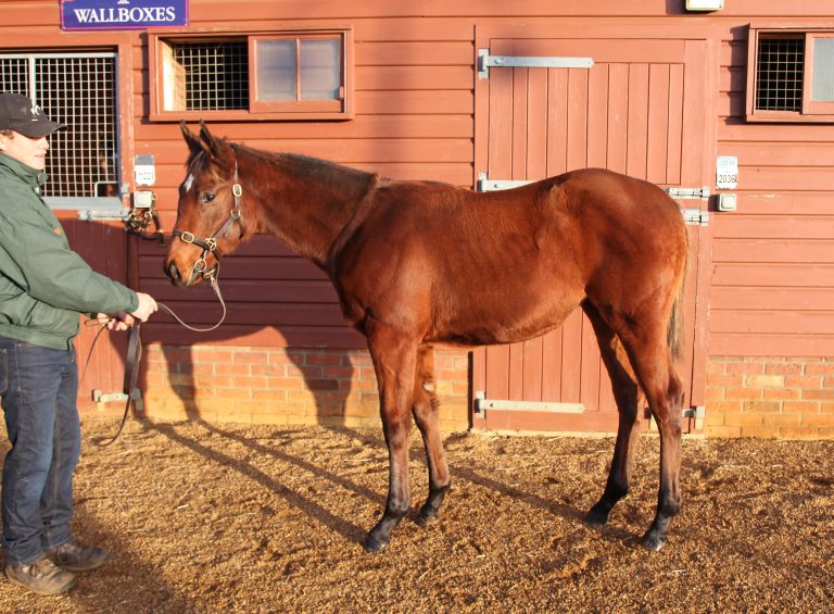 Penelopa-Tochter wird für 450.000 Guineas verkauft