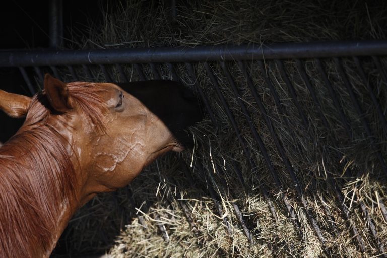 2016: „Lunch-Races“ in Hamburg-Horn