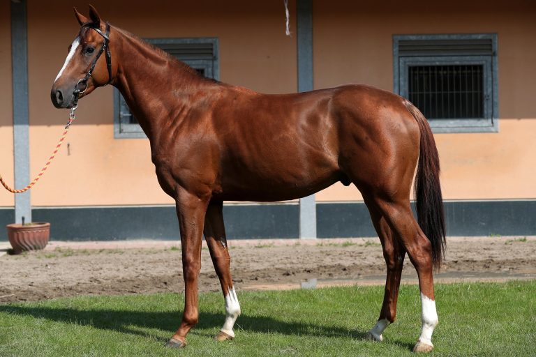 Adler können auch springen: Meeradler vorne!