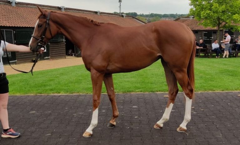 Lot 199, eine Vollschwester von Muelheimer Perle