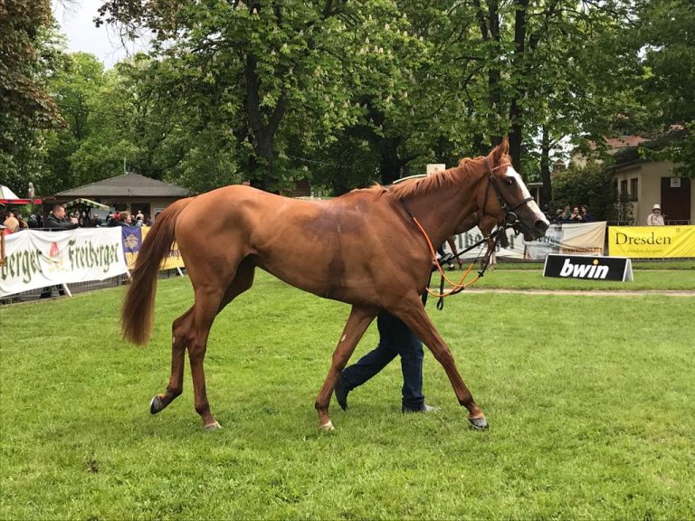 Besteht Nantua auch im Dresdener Handicap?