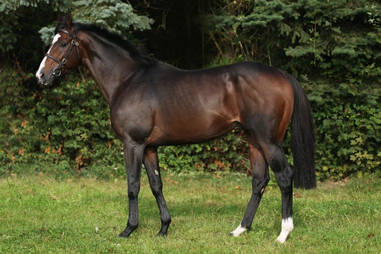 Deckhengst Medicean beendet Karriere