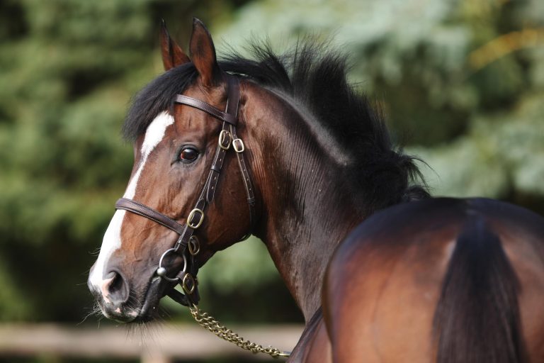 Neatico wird Deckhengst im Gestüt Erftmühle