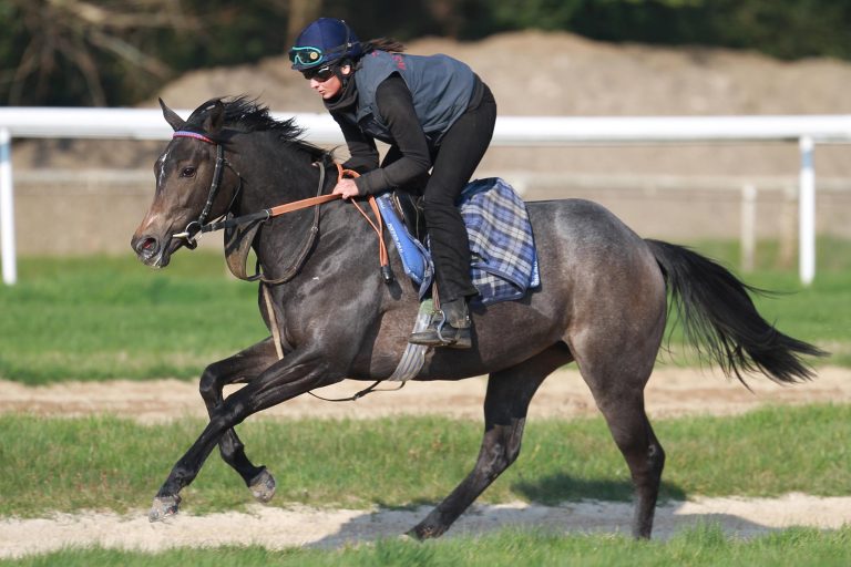 Zürich-Dielsdorf mit sieben starken deutschen Pferden