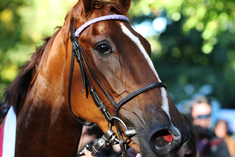 Nightflower: Das erste Fohlen ist da!