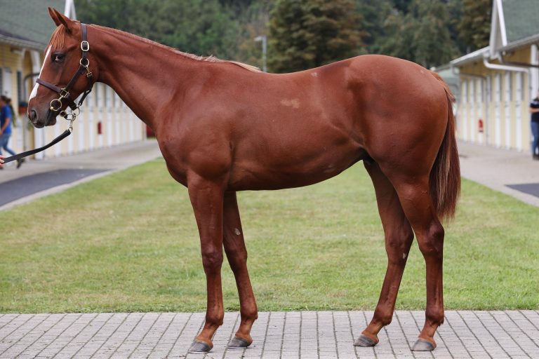 Der Hengst aus der Pemina