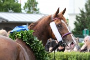 Austrian-Derbysieger Noble Champion nun in Frankreich