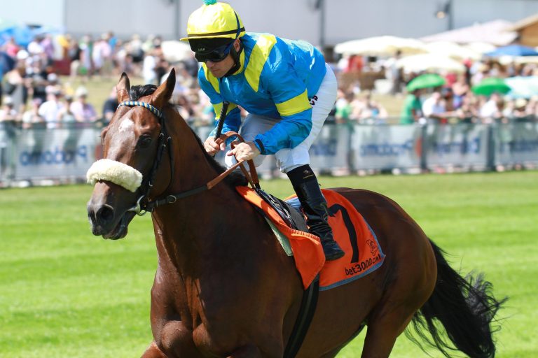 Ammerländer Zuchterfolg durch Nordic Truce