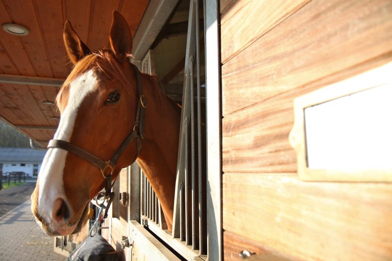 Zwei deutsche Pferde im Bosphorus Cup am Start