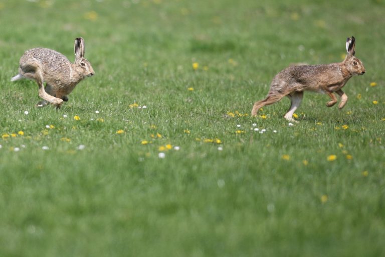 GaloppOnline.de wünscht Frohe Ostern