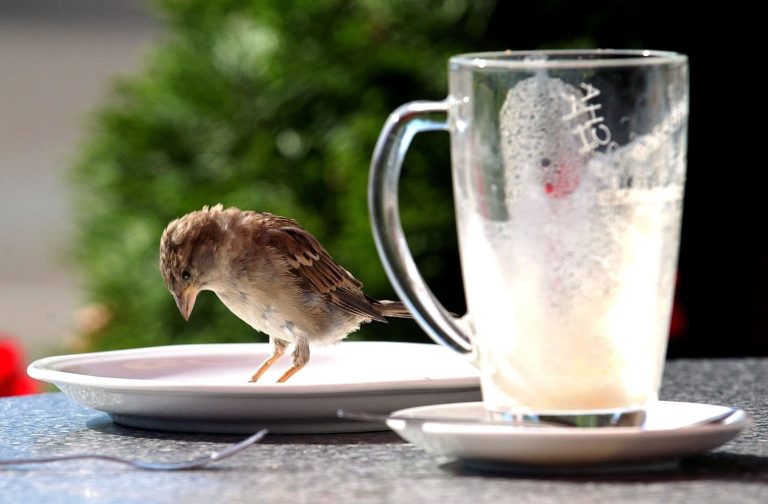 Sie haben gewählt – Das ist der „Pechvogel des Jahres“