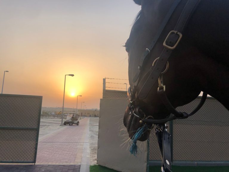 Bahrain: Penja Sechste – Lord Glitters siegt