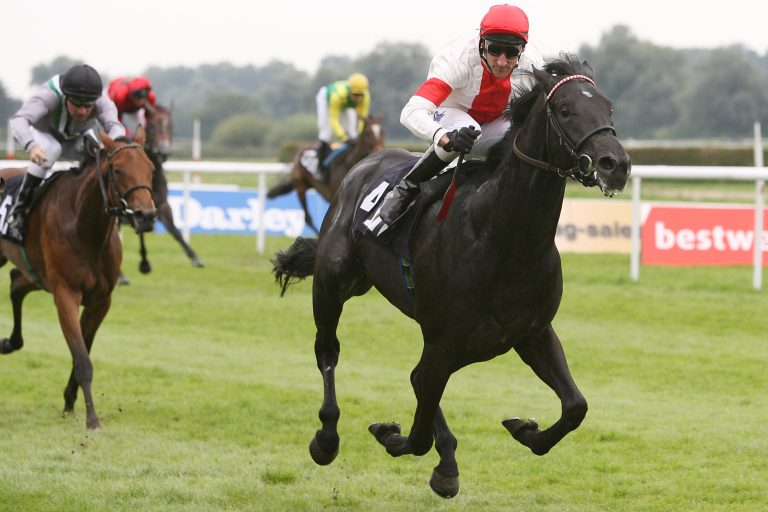 Die neuen Hengste: Große Klasse und viel Potential