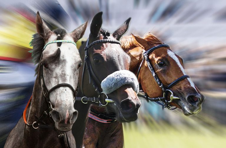 Wer wird der Galopper des Jahres 2020?