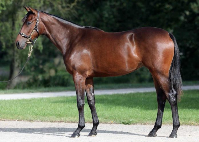 Rain Foto: Tattersalls