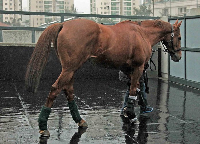 red_dubawi_ankunft_hong_kong