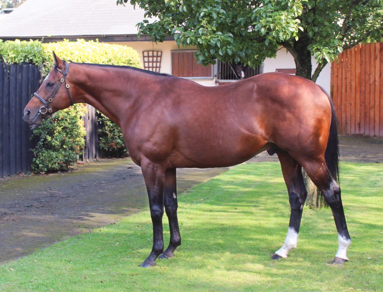 Neuer Stallion: Red Jazz kommt ins Gestüt Lindenhof
