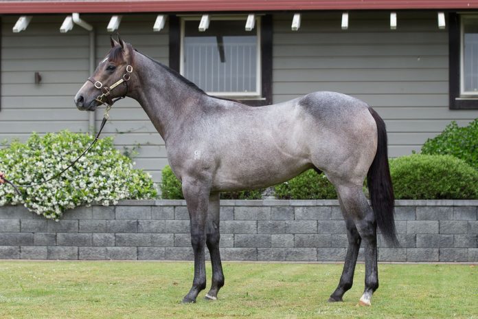 reliable_man_yearling