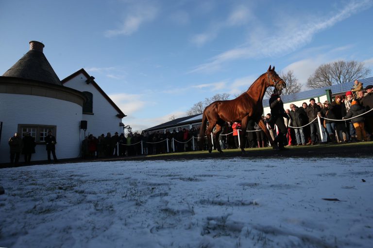 Auch Flamingo Fantasy beim Röttgener Züchtertreff dabei