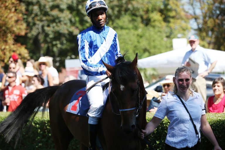 Royal Shaheen mit Scheuklappen klar voraus