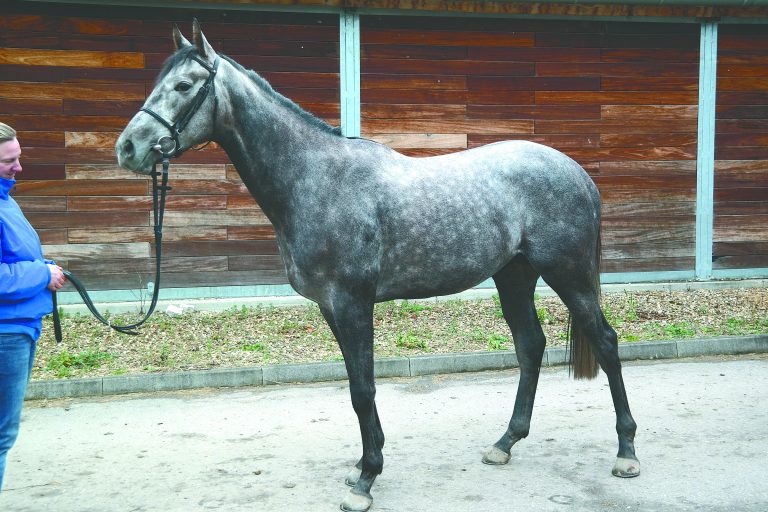 Grewes Derby-Hoffnung Jimmu siegt in Straßburg