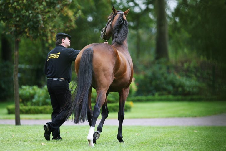 Black Sam Bellamy-Sohn gewinnt Gr. I in Auteuil