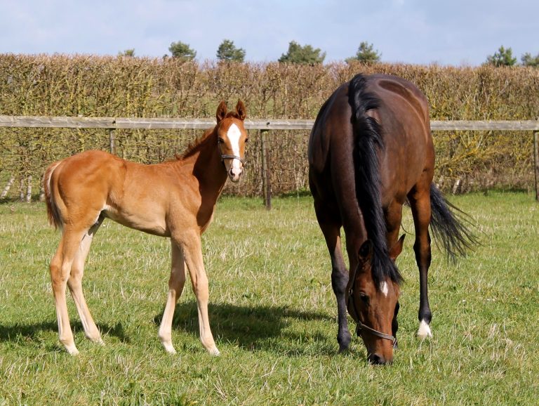 Danedream bringt Hengst-Fohlen von Frankel zur Welt