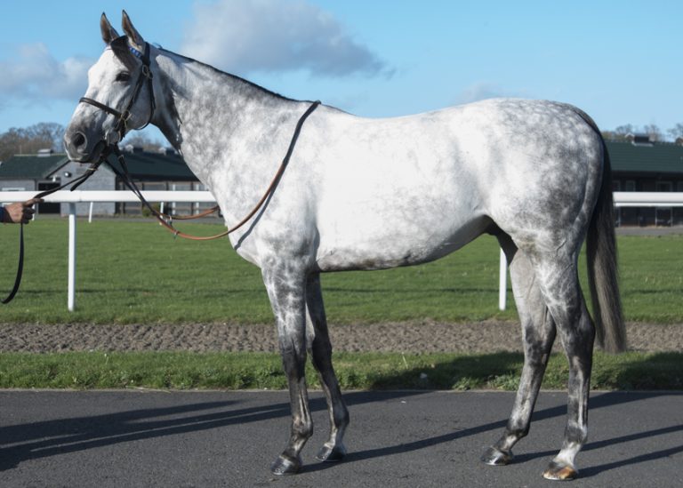 Der Hengst mit dem „sau-coolen Namen“