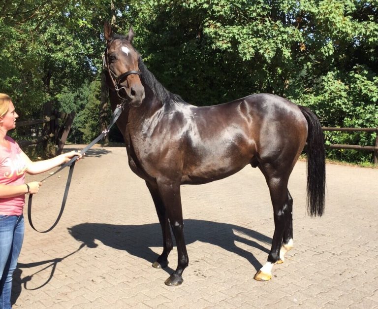 Kamsin bleibt Deckhengst in Deutschland