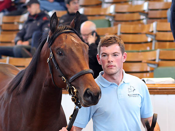 Stauffenberg mit Top-Verkäufen im Book 2