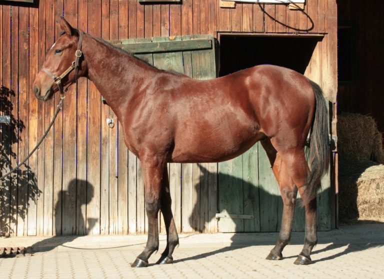 Jettenhausen mit klassischem Sieg